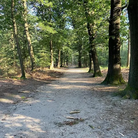 In Veluwe Near Hoge Veluwe Park Beekbergen