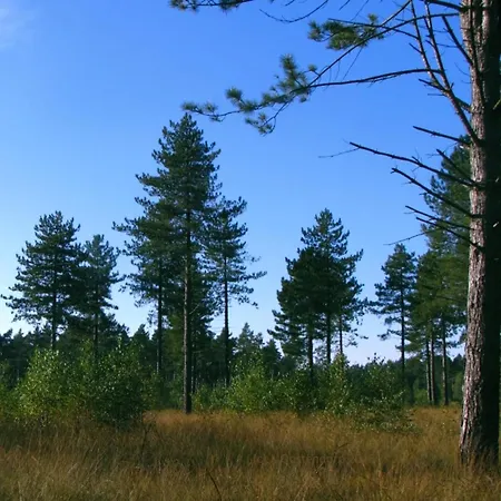  In Veluwe Near Hoge Veluwe Park *