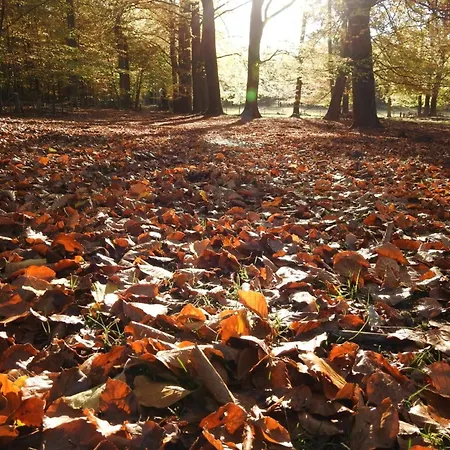 Beautiful In The Woods Of The Veluwe Chalet