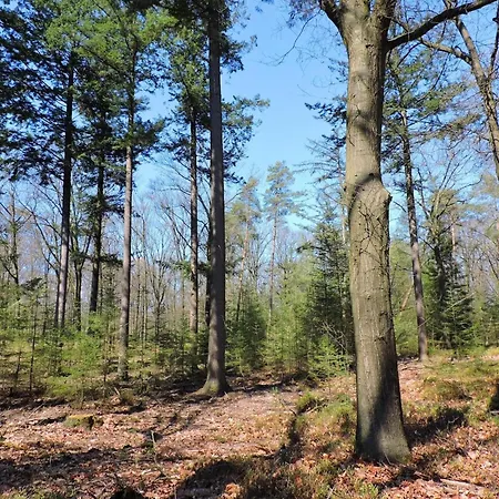 Beautiful In The Woods Of The Veluwe Chalet